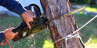 How Our Tree Care Process Works  in  Princeville, IL