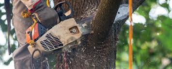  Princevle, IL Tree Services Pros